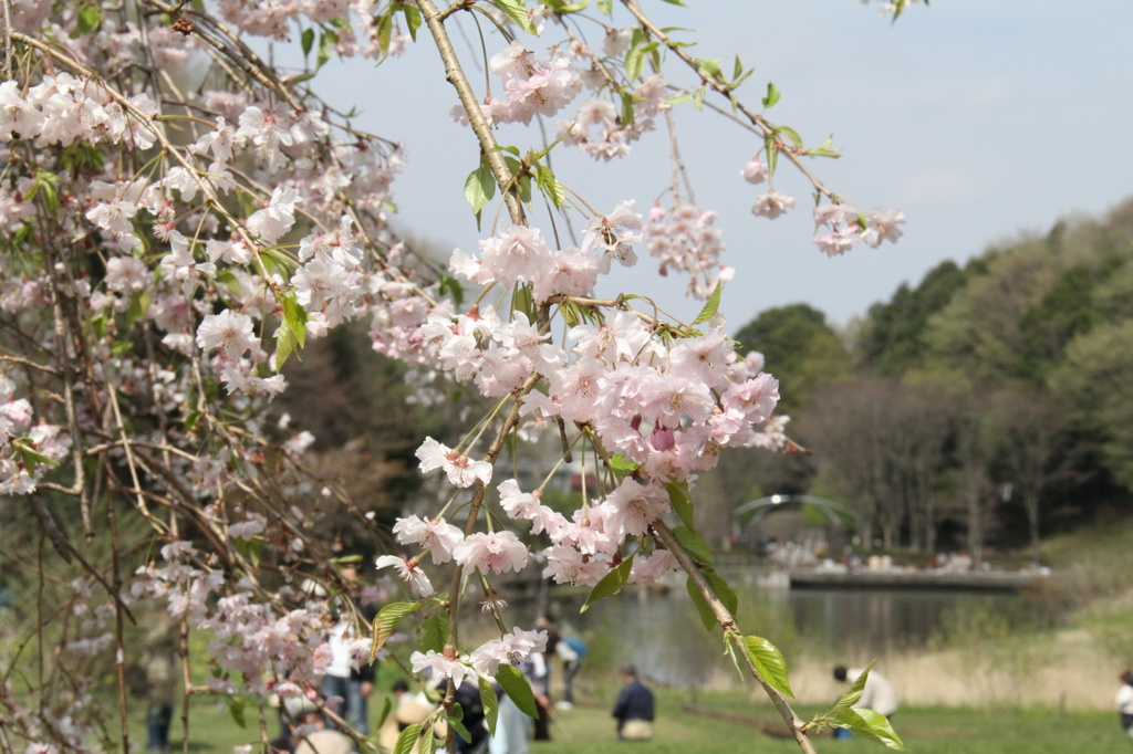 桜