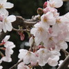 咲き始め