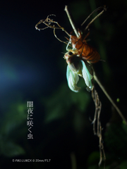 闇夜に咲く虫