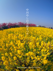 中川やしお花桃まつり
