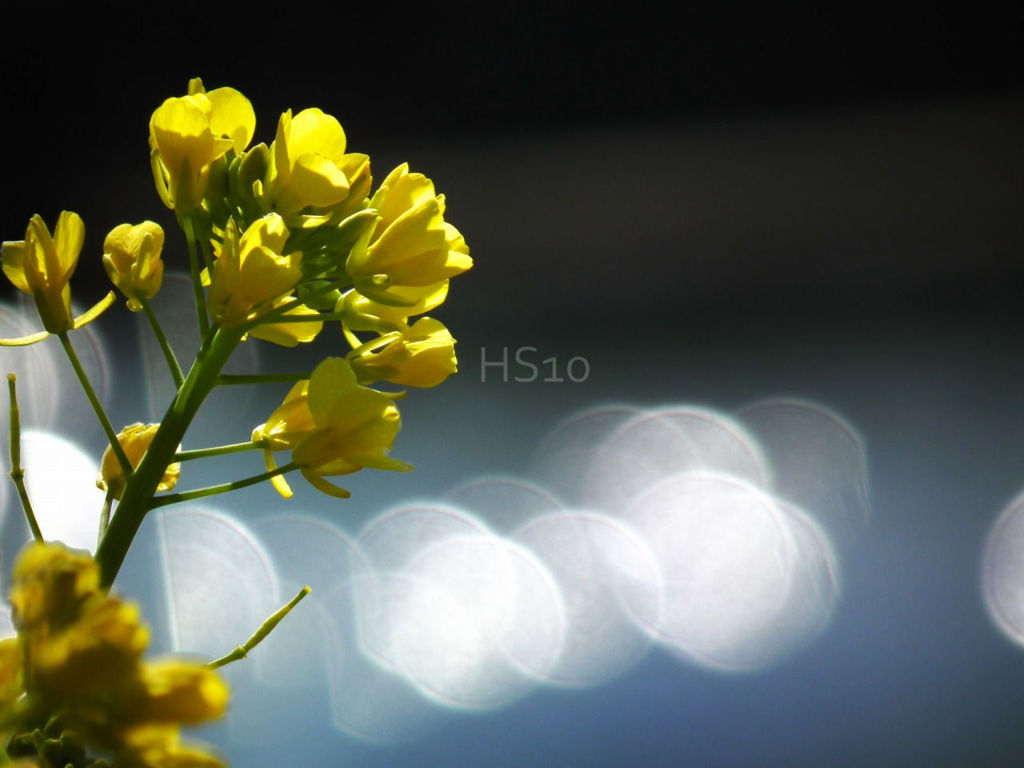 菜の花　輝いて