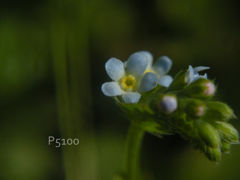 小さな青い花　３