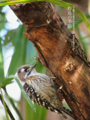 野鳥の季節　コゲラ