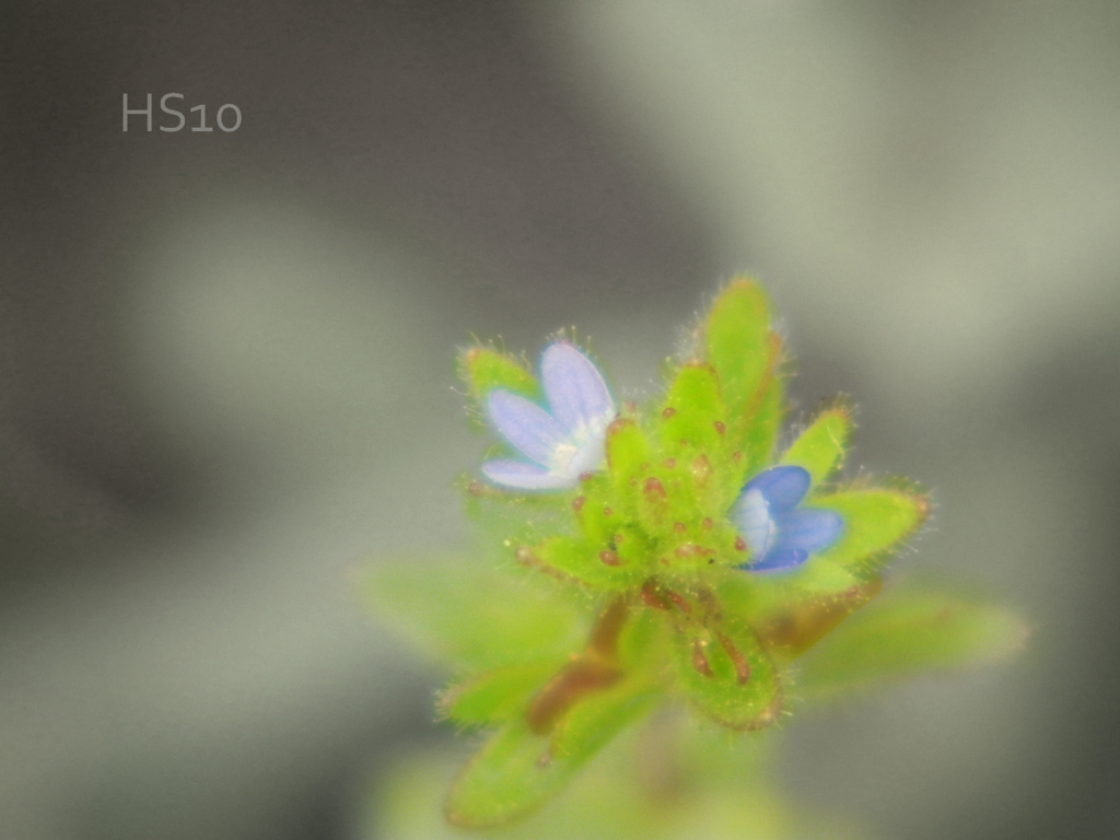 雑草賛華　タチイヌノフグリ