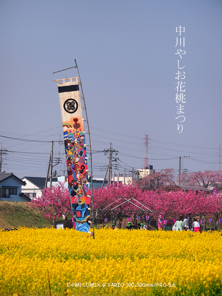 黄色い海の五月のぼり