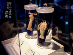 特別展　深海