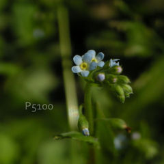 小さな青い花　２