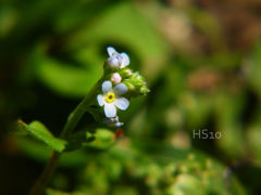 小さな青い花　４