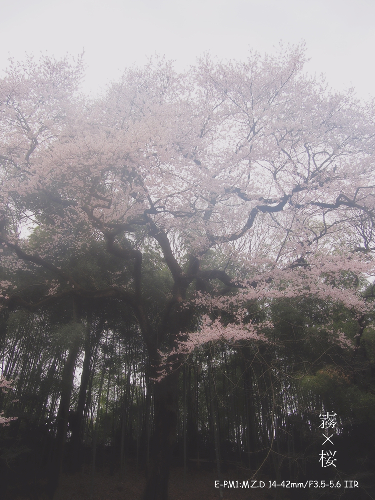 霧の中の桜