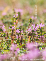 草原にも春が来た
