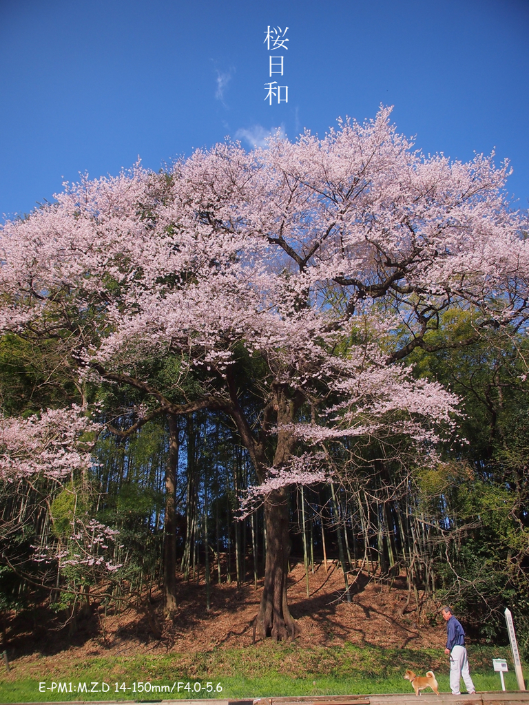 桜日和