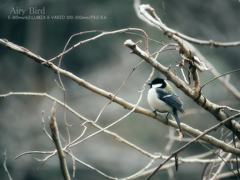 Airy Bird