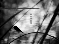 納涼の蜻蛉