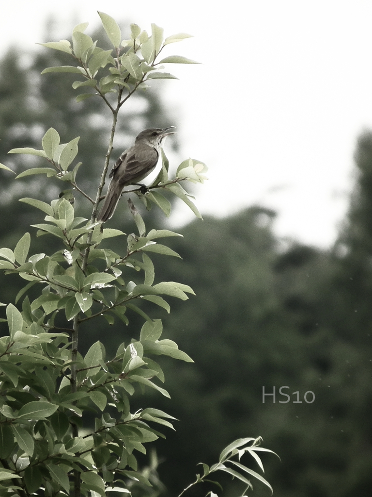 GYO-GYO-si