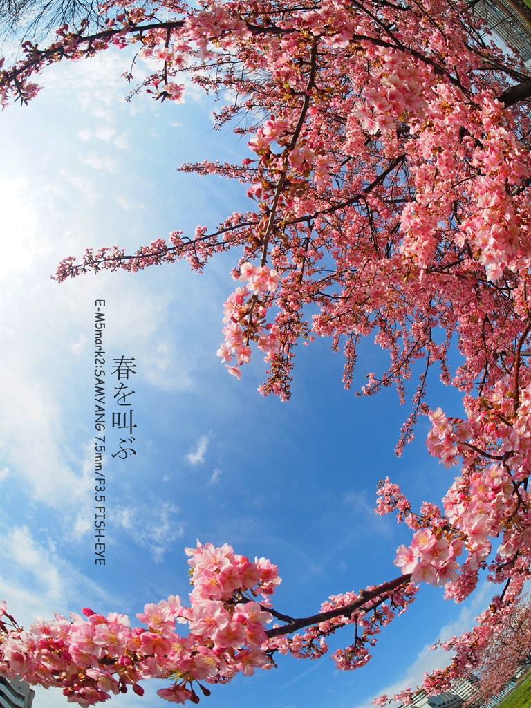 川津桜・満開