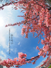 川津桜・満開