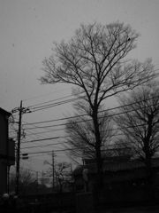 雪にたたずむ