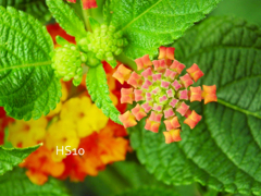 タイル細工の花のように