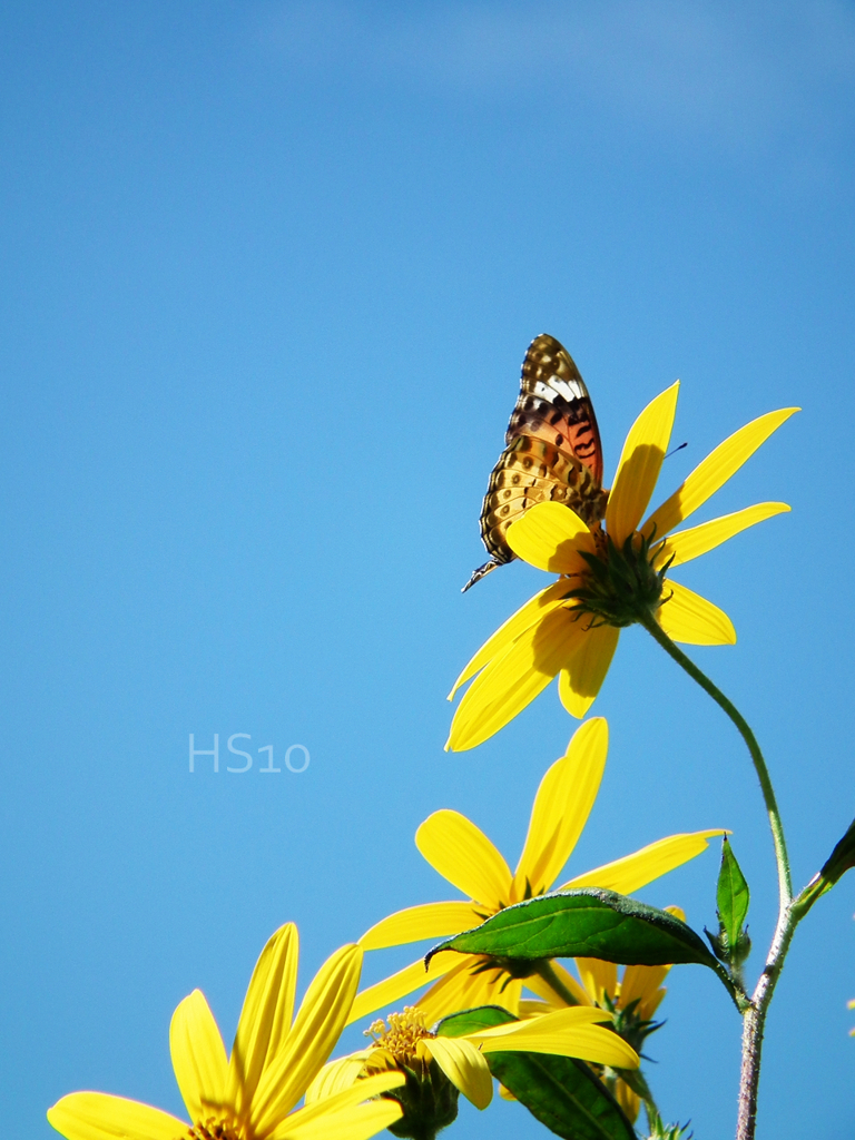 Blue × yellow × butterfly