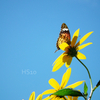 Blue × yellow × butterfly