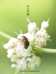 虫の季節　マメコガネ