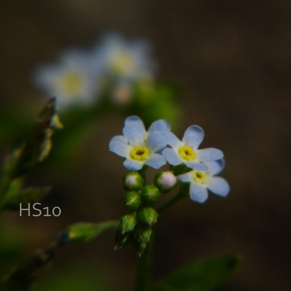 小さな青い花 １ By Daipanda Id 写真共有サイト Photohito
