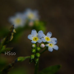 小さな青い花　１