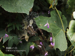蜘蛛を見よう・２