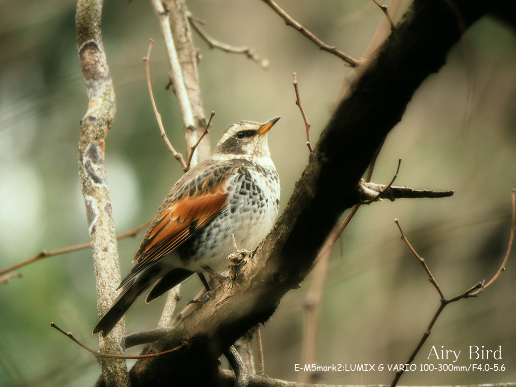 Airy Bird