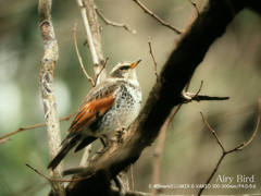 Airy Bird