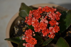 オレンジの花