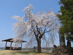 枝垂れ桜