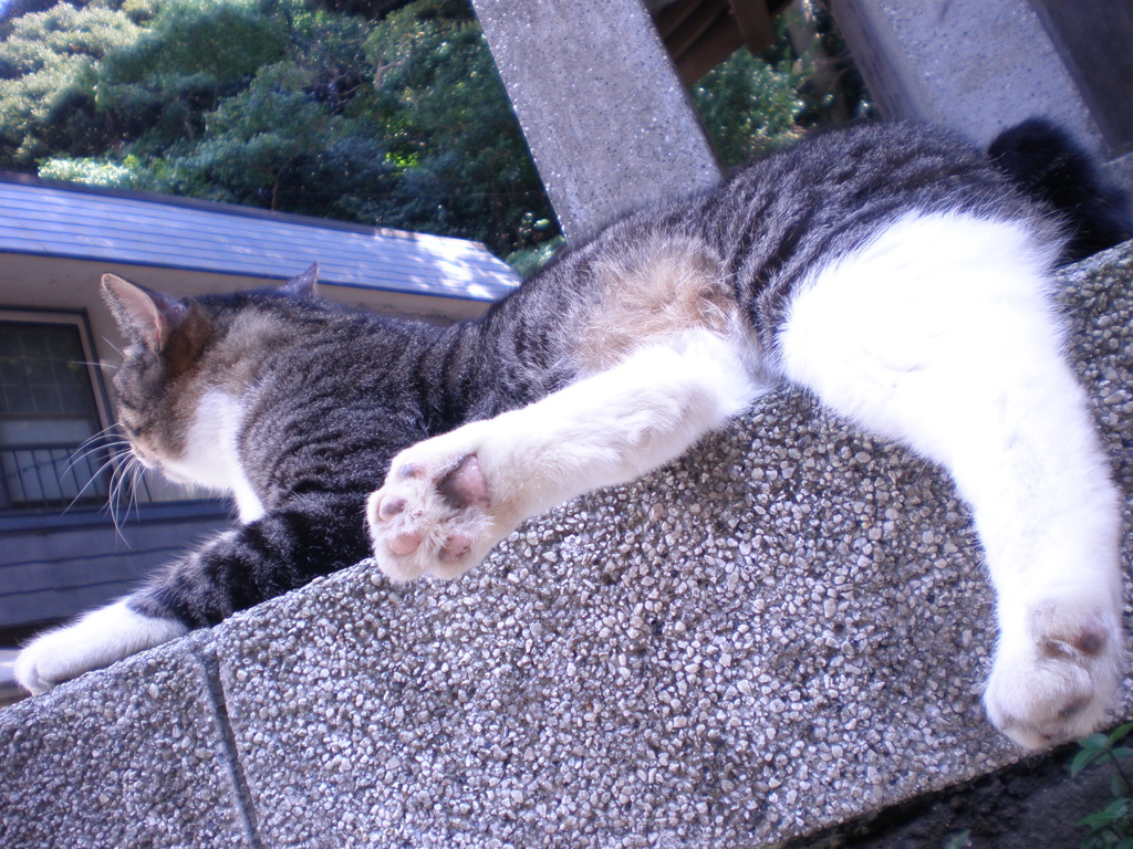 にくきゅう。