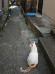 路地裏のねこ。