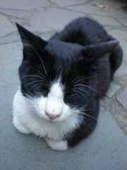 えびすねこ。