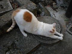 のび。