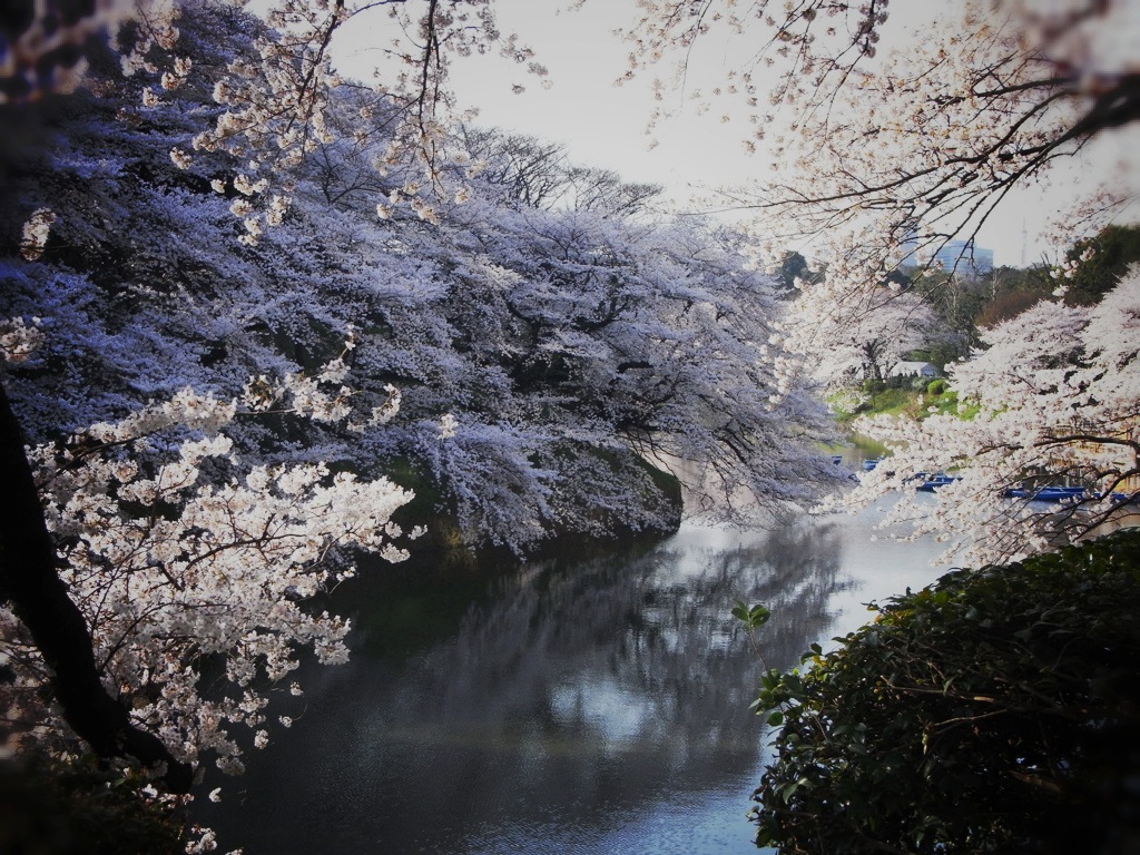 桜2010