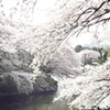 千鳥ヶ淵　桜　2011