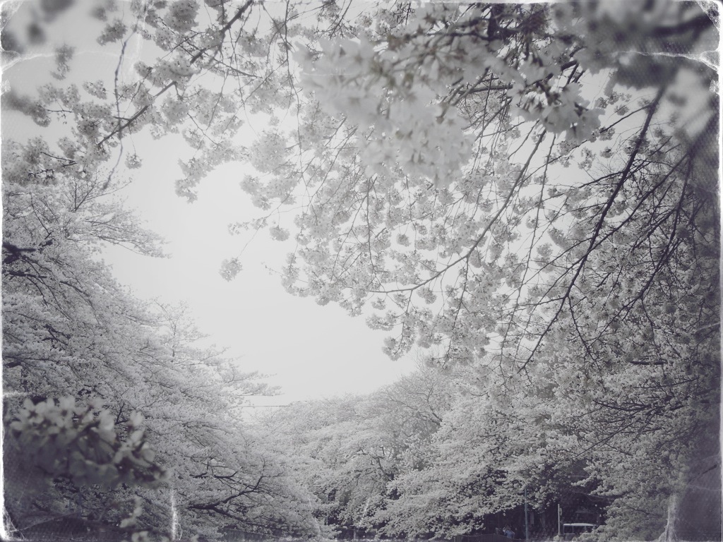 桜2010-2