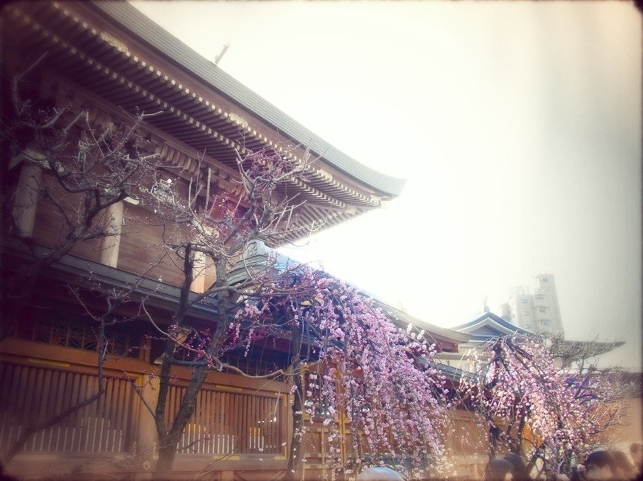 湯島天神　しだれ梅