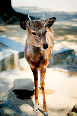 奈良公園