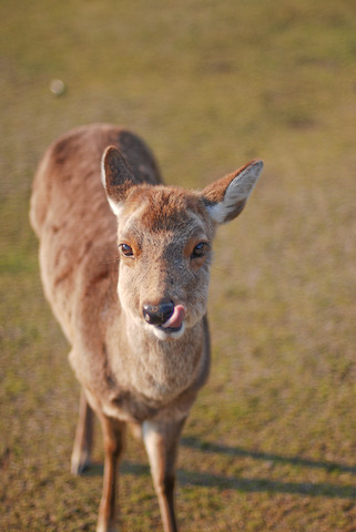 奈良公園