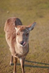 奈良公園