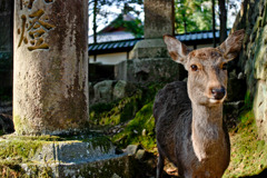 奈良公園