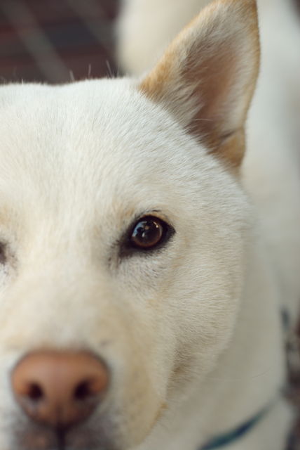 犬