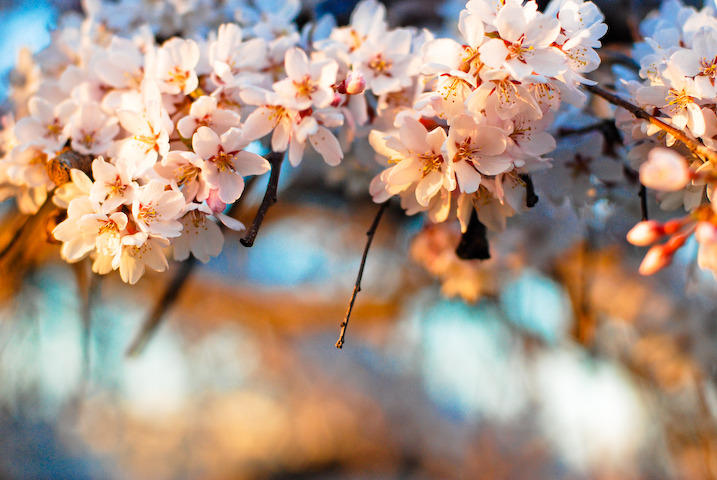 桜風と共に