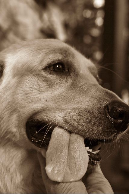 Dog