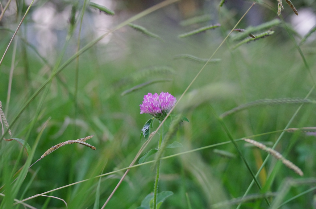 れんげの花