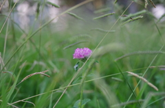 れんげの花