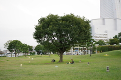 ハートに見える木